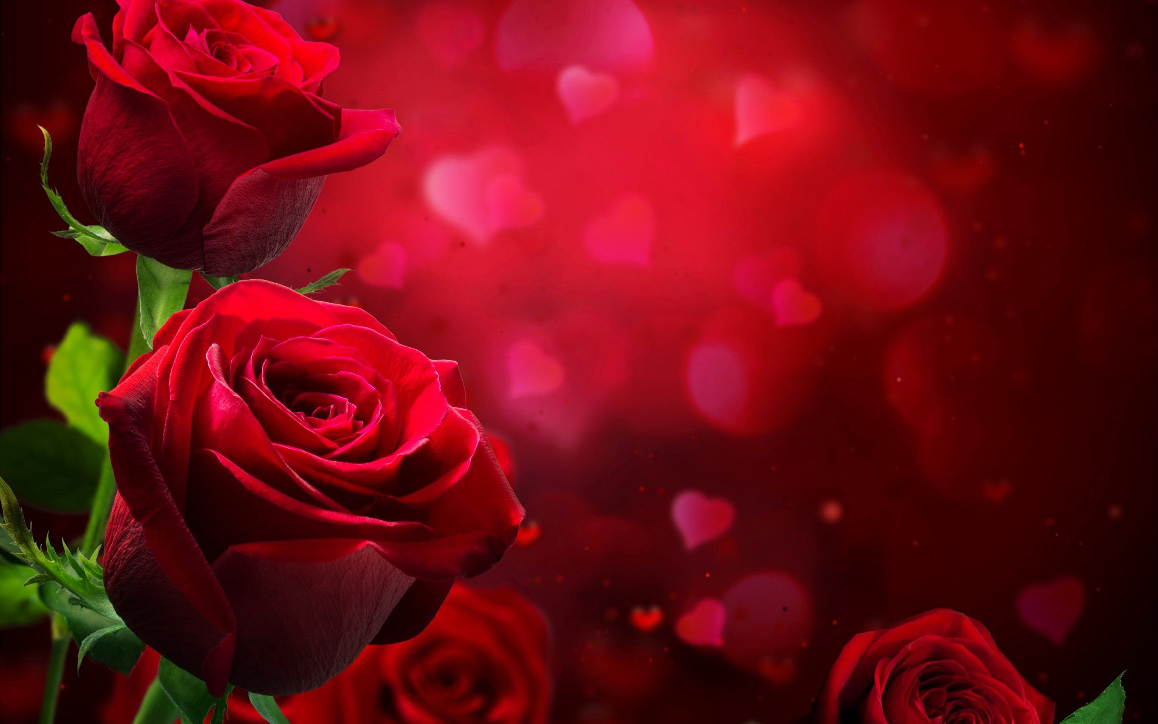 Roses Hd Wallpapers