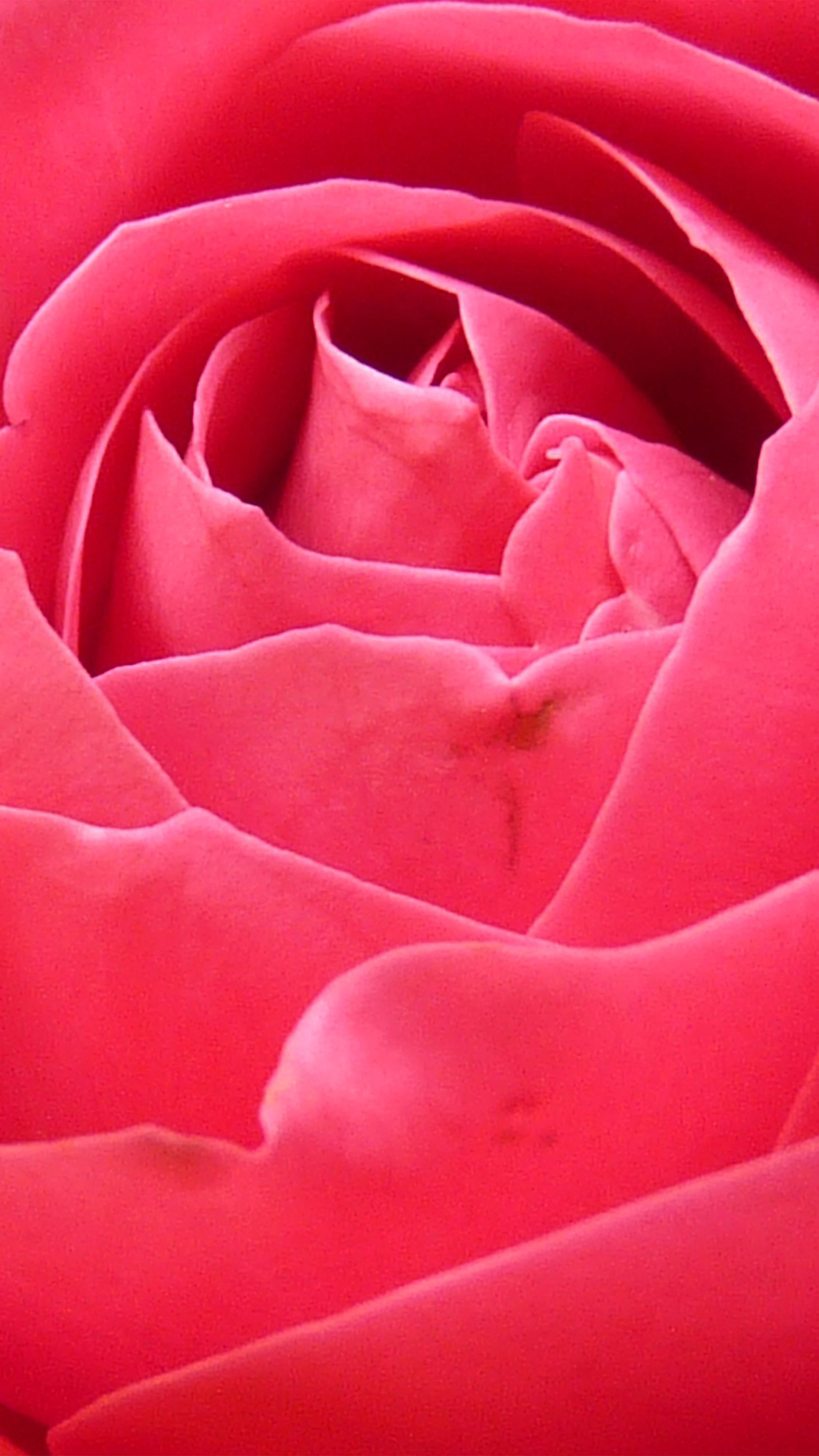 Roses Iphone 6 Wallpapers