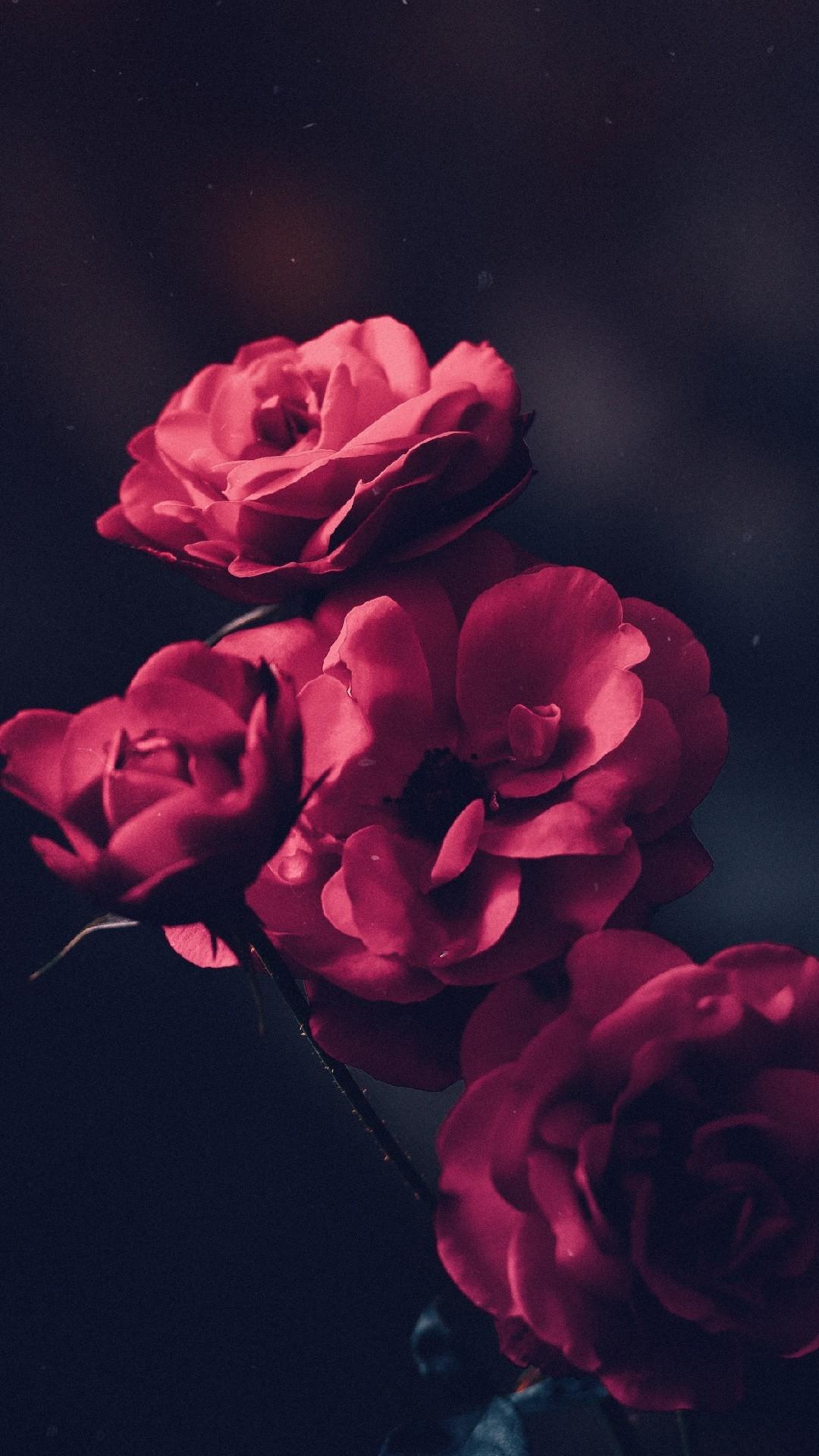 Roses Phone Wallpapers