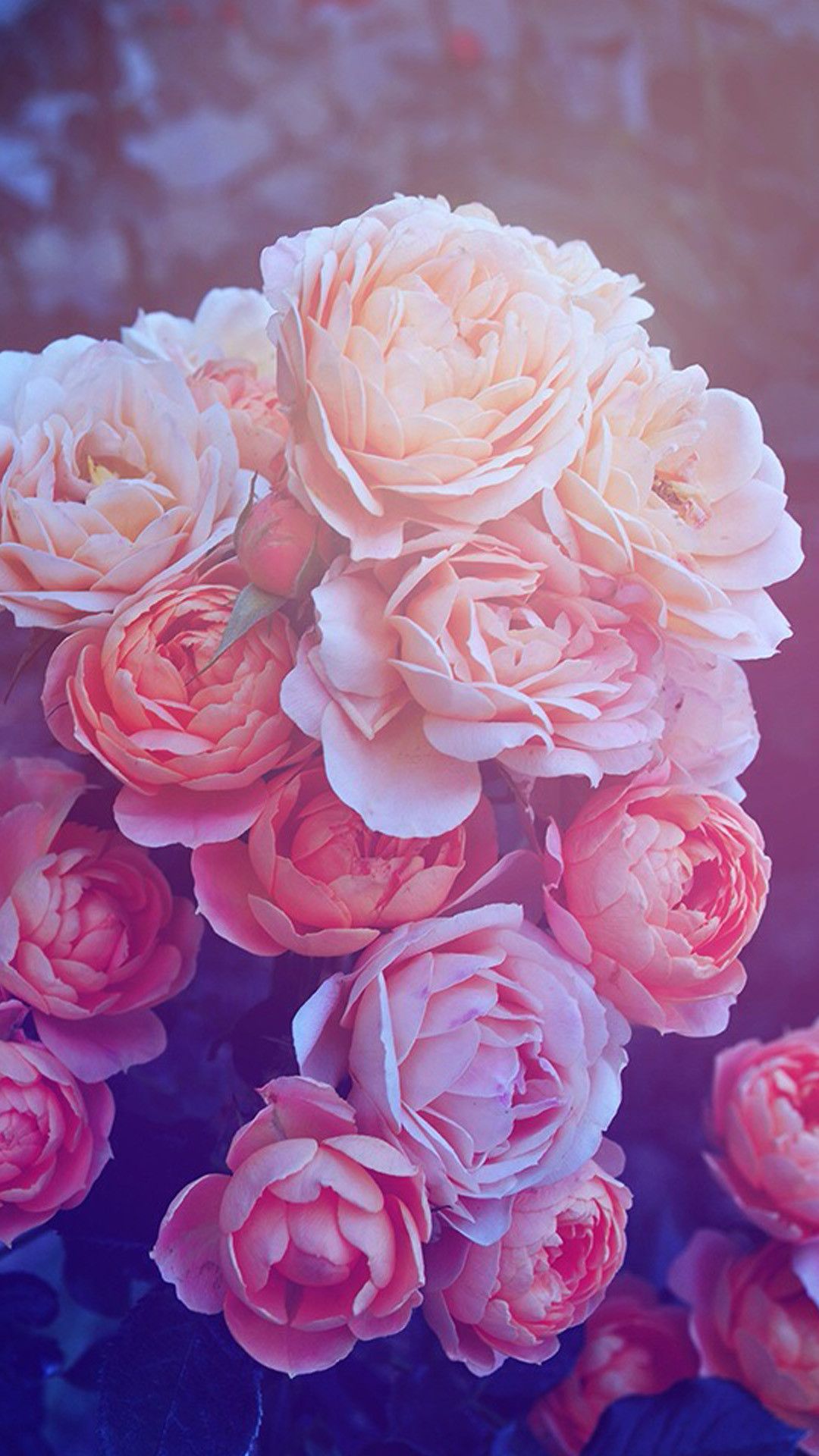 Roses Phone Wallpapers