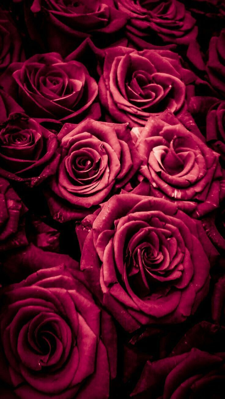 Roses Phone Wallpapers