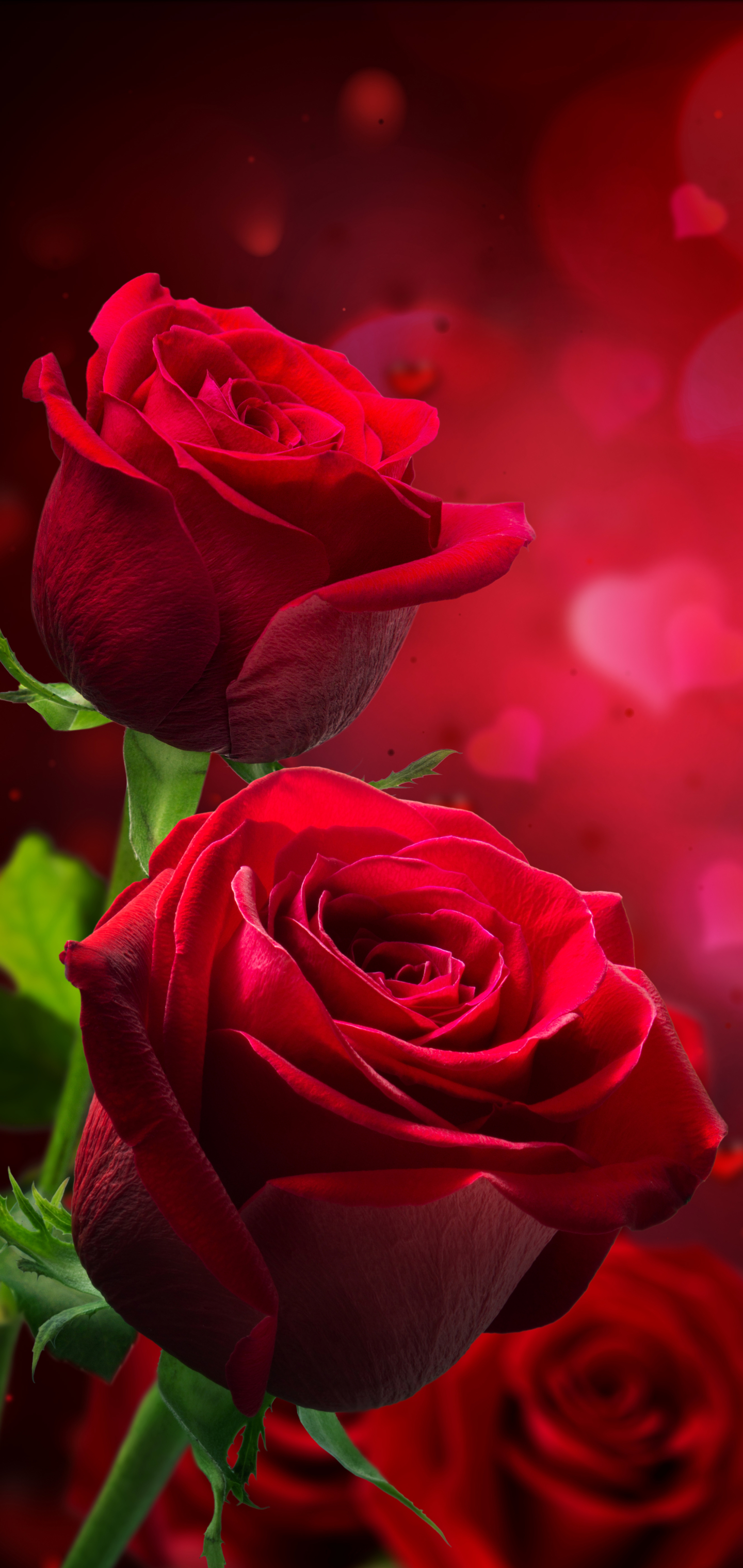 Roses Phone Wallpapers