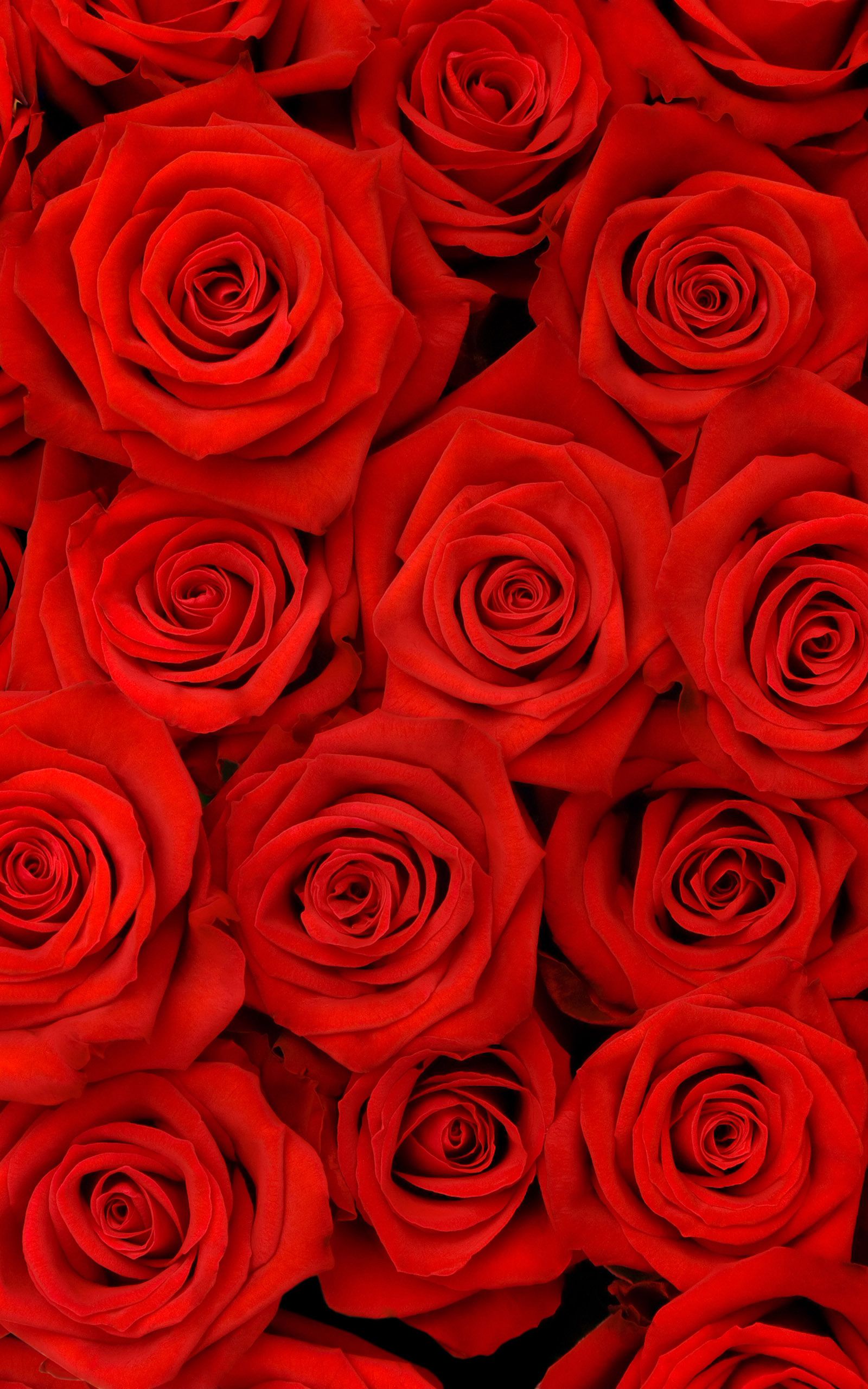 Roses Phone Wallpapers