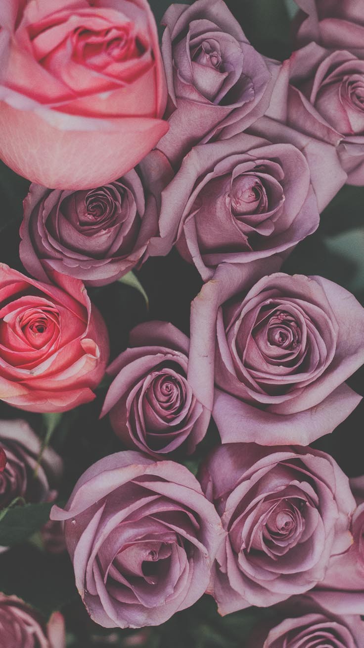 Roses Phone Wallpapers