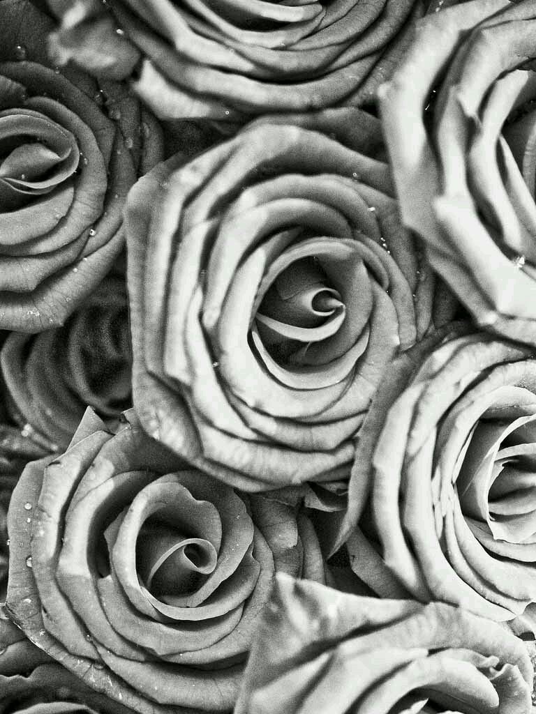 Roses Phone Wallpapers