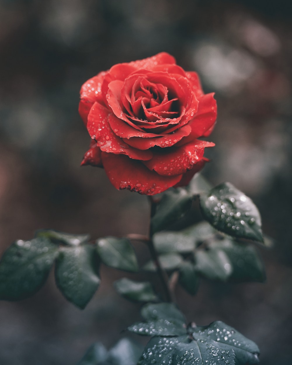 Roses Screen Savers Wallpapers