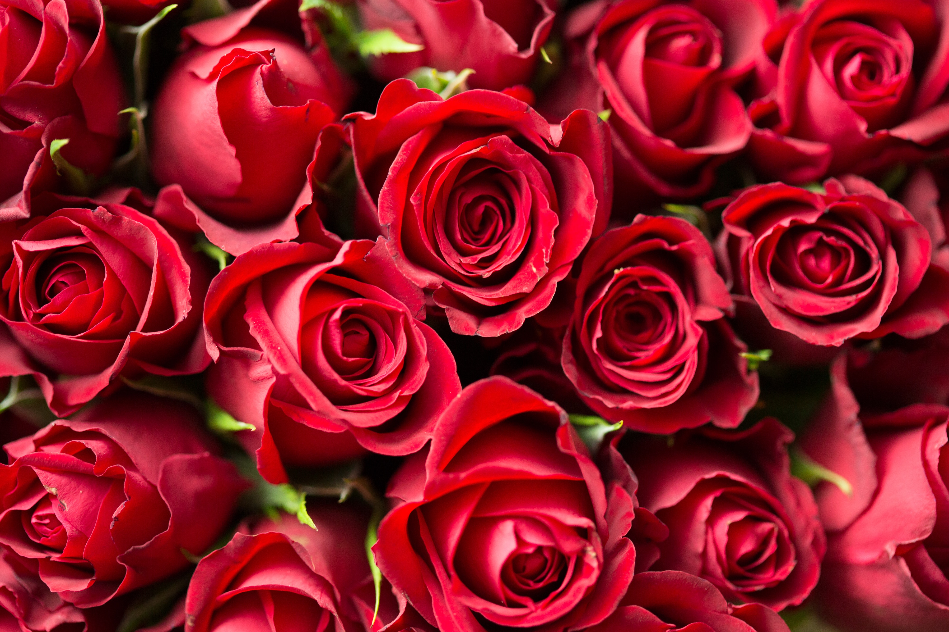 Roses Screen Savers Wallpapers