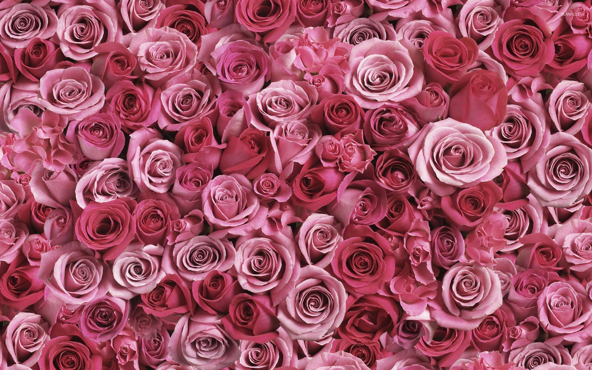 Roses Wallpapers