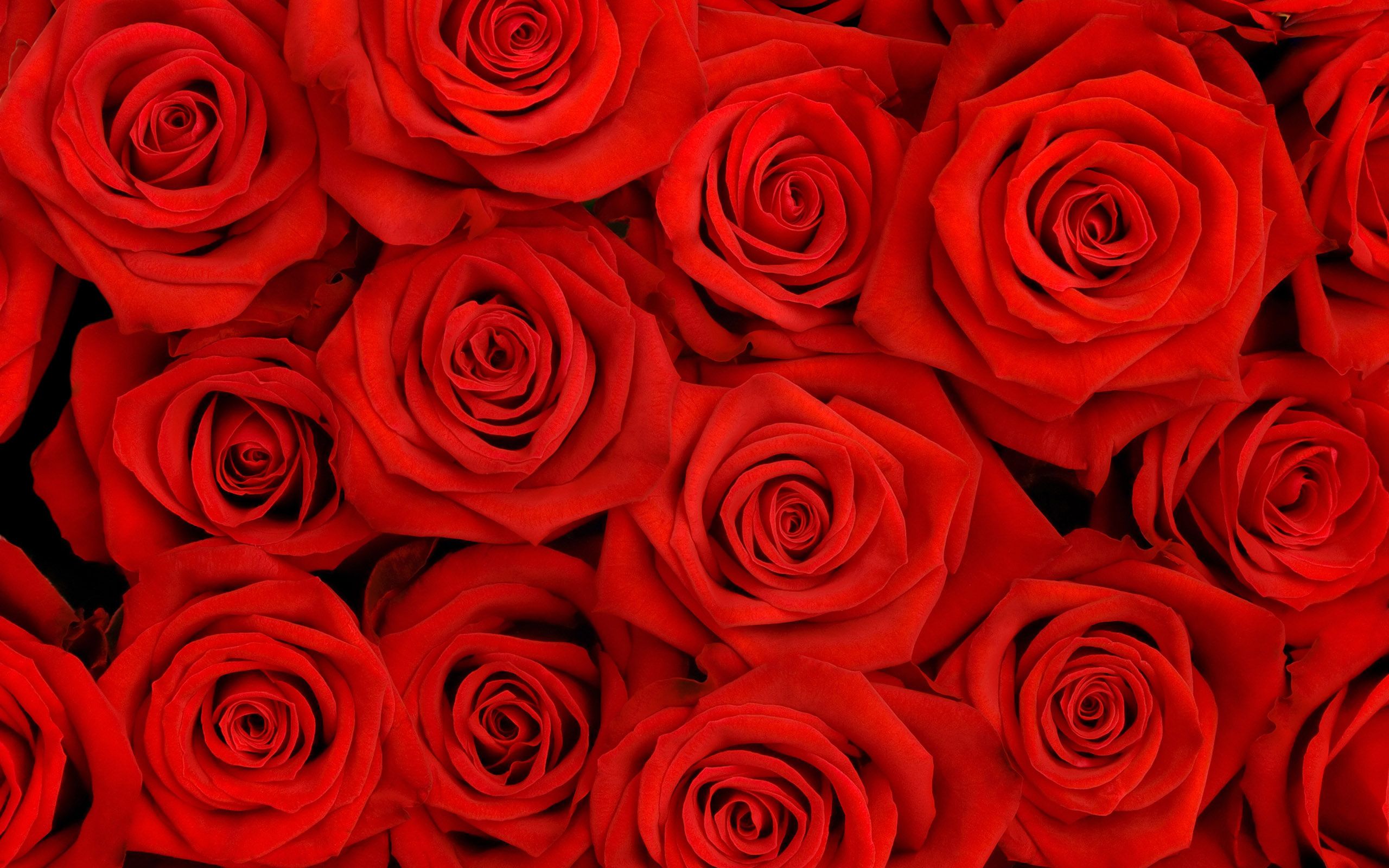 Roses Wallpapers