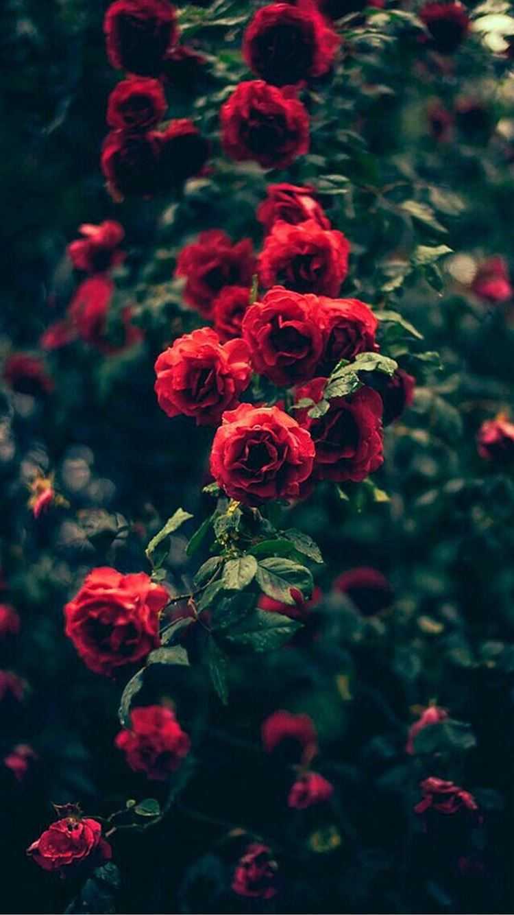 Roses Wallpapers