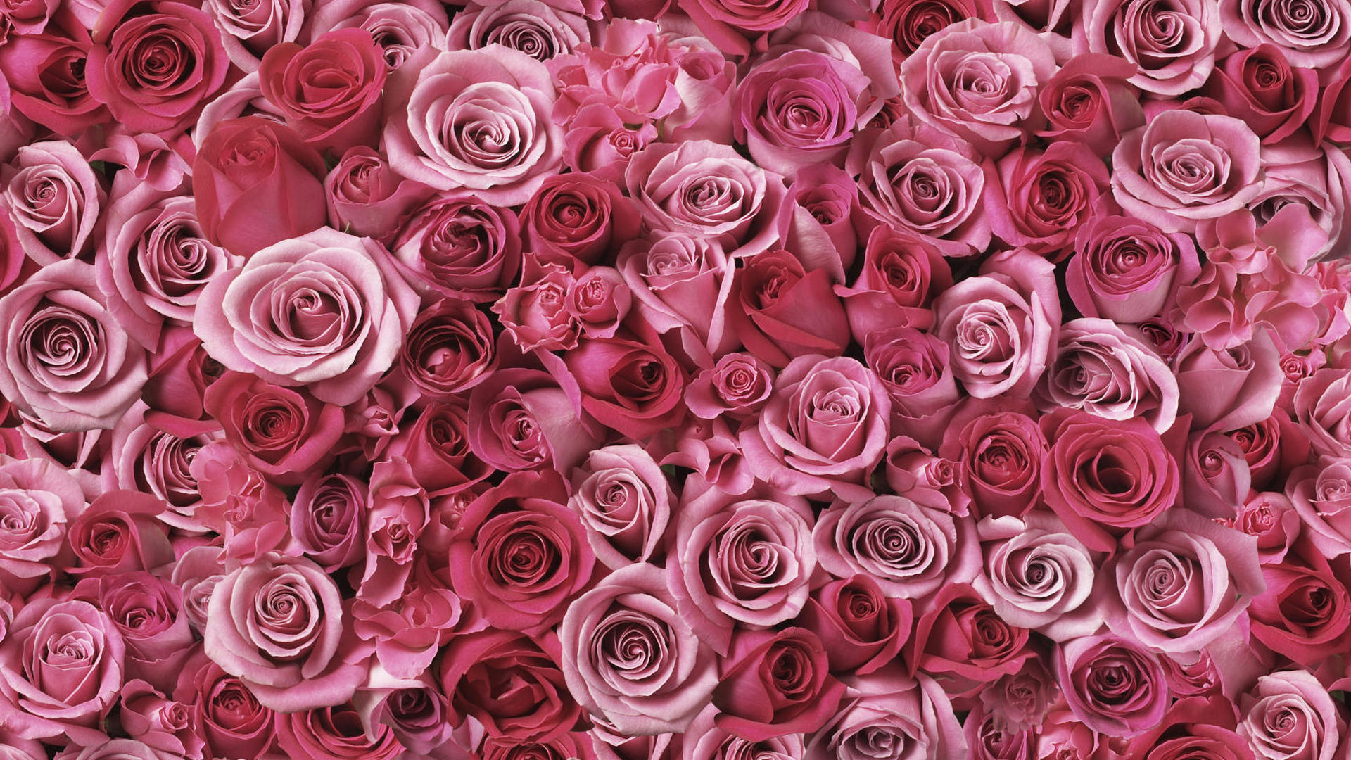 Roses Wallpapers