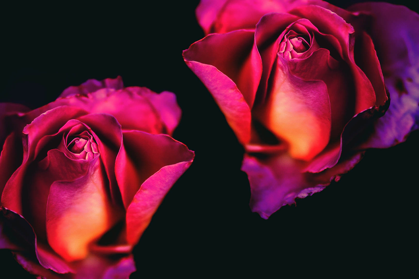 Roses Wallpapers