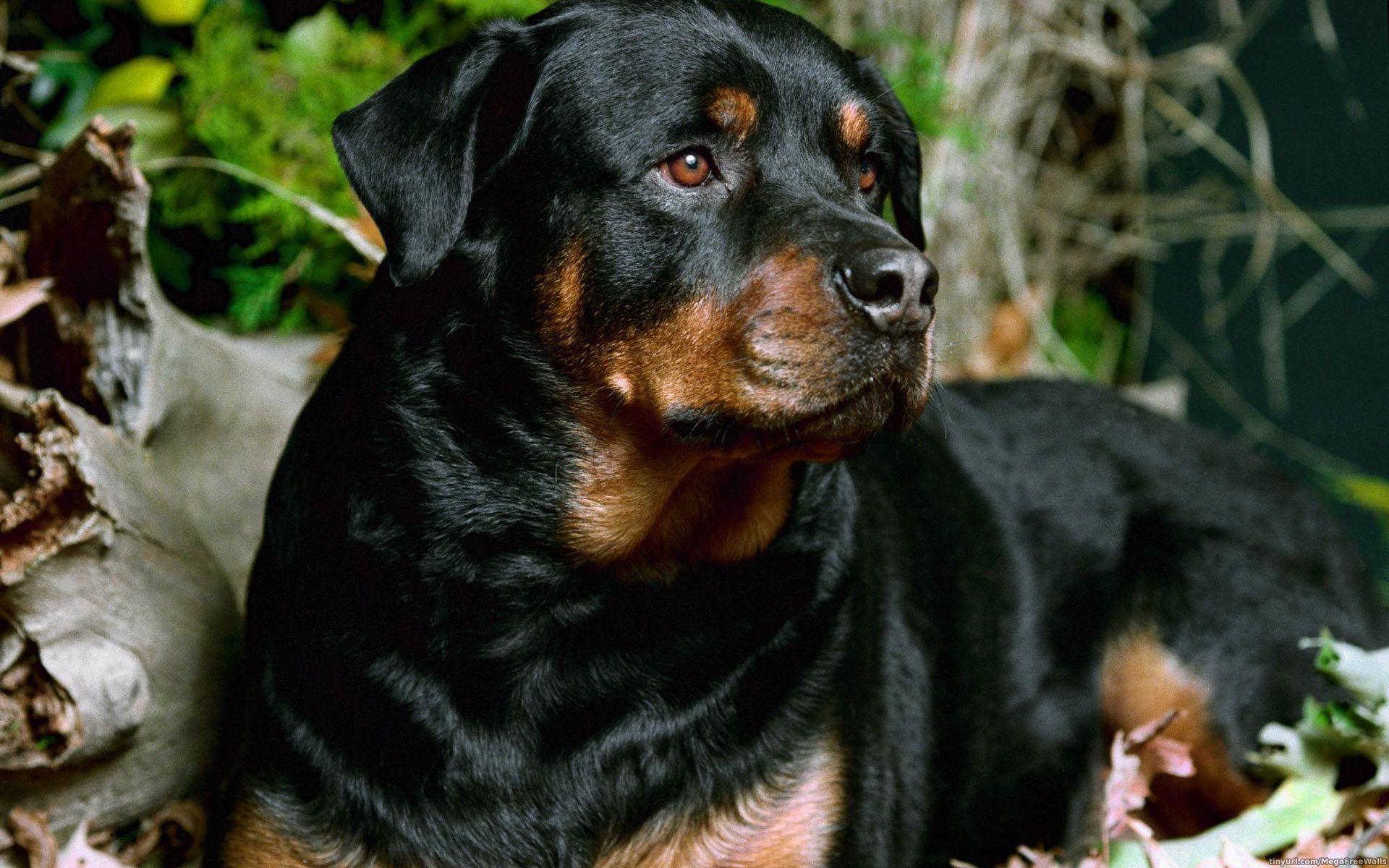 Rottie Wallpapers