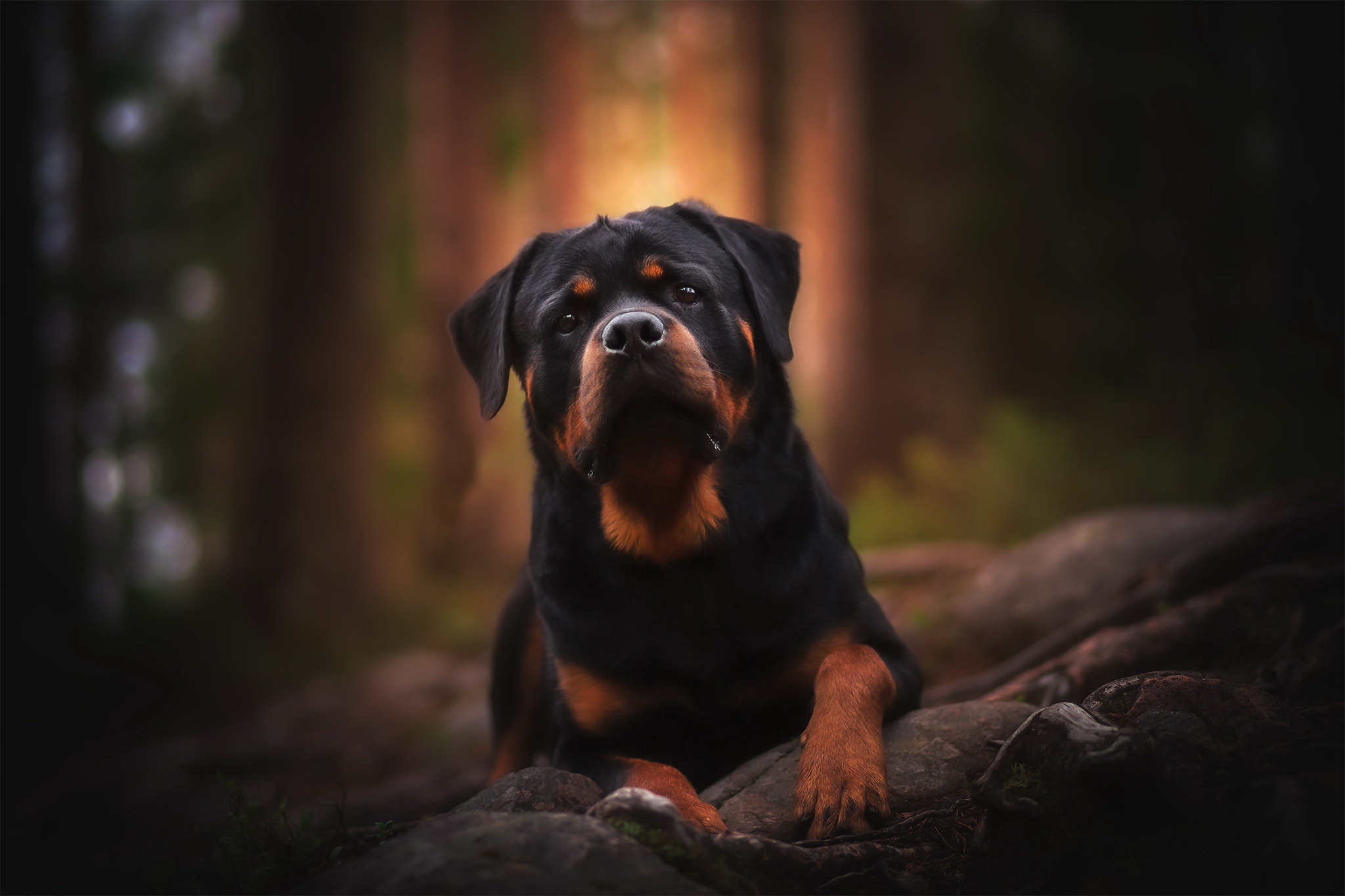 Rottie Wallpapers