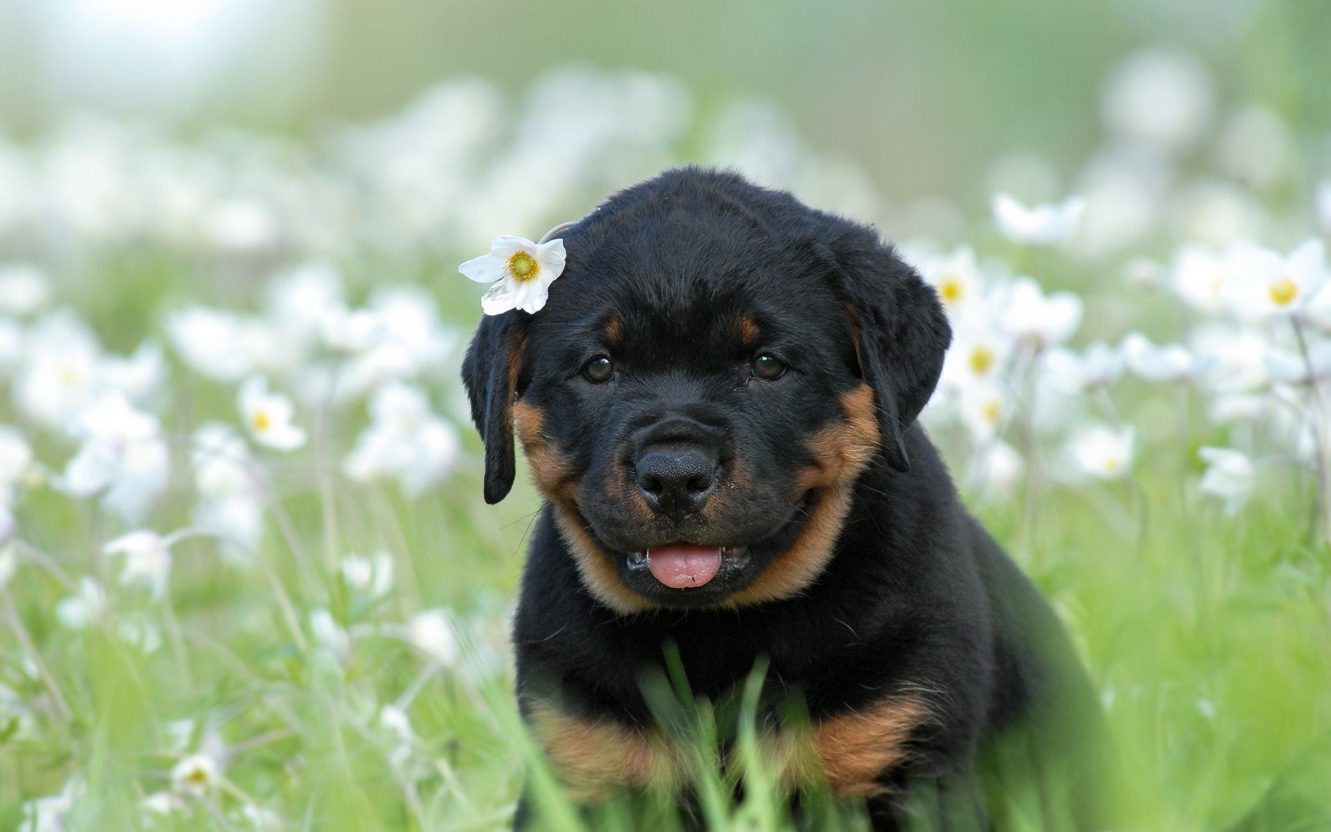 Rottie Wallpapers