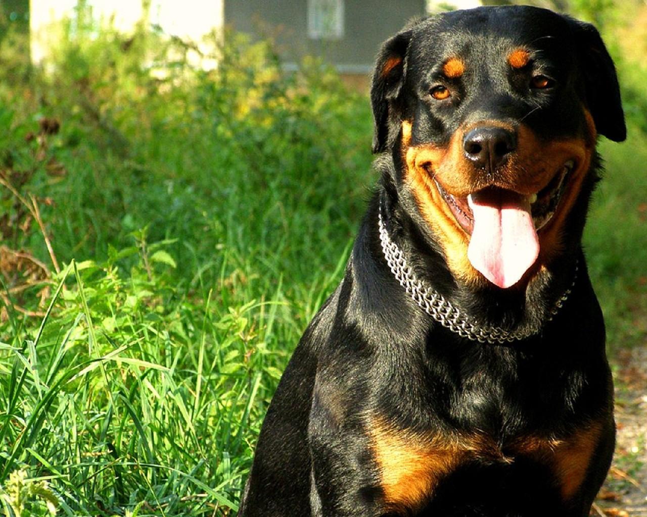 Rottie Wallpapers