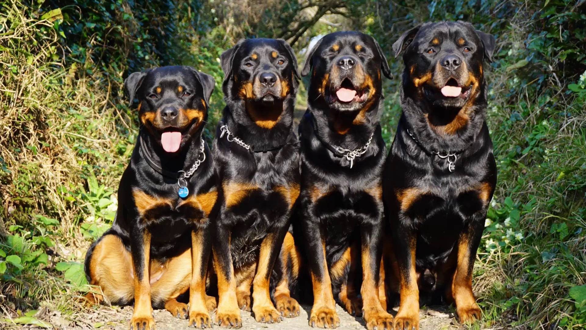 Rottie Wallpapers