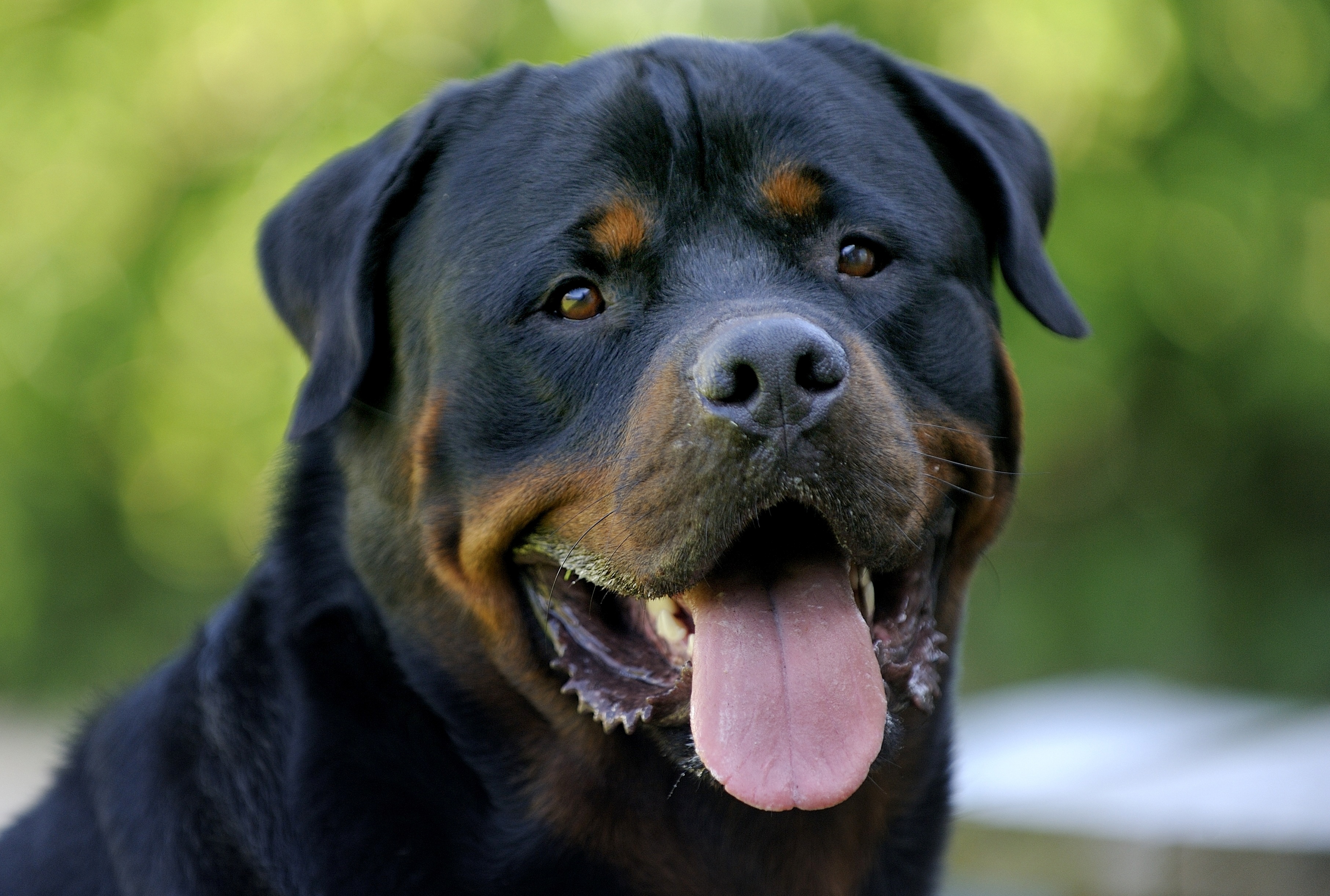 Rottie Wallpapers