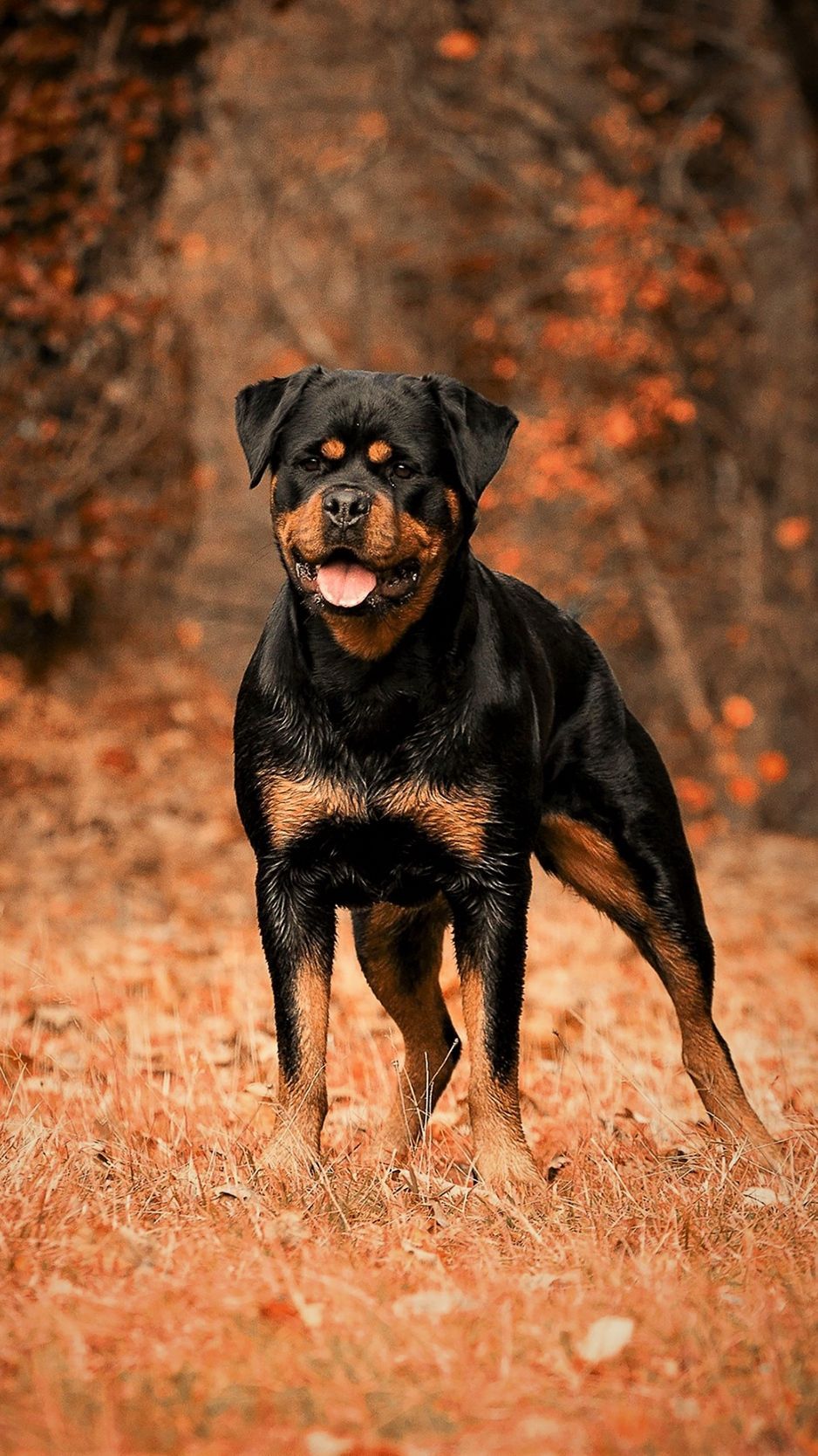 Rottweiler Wallpapers