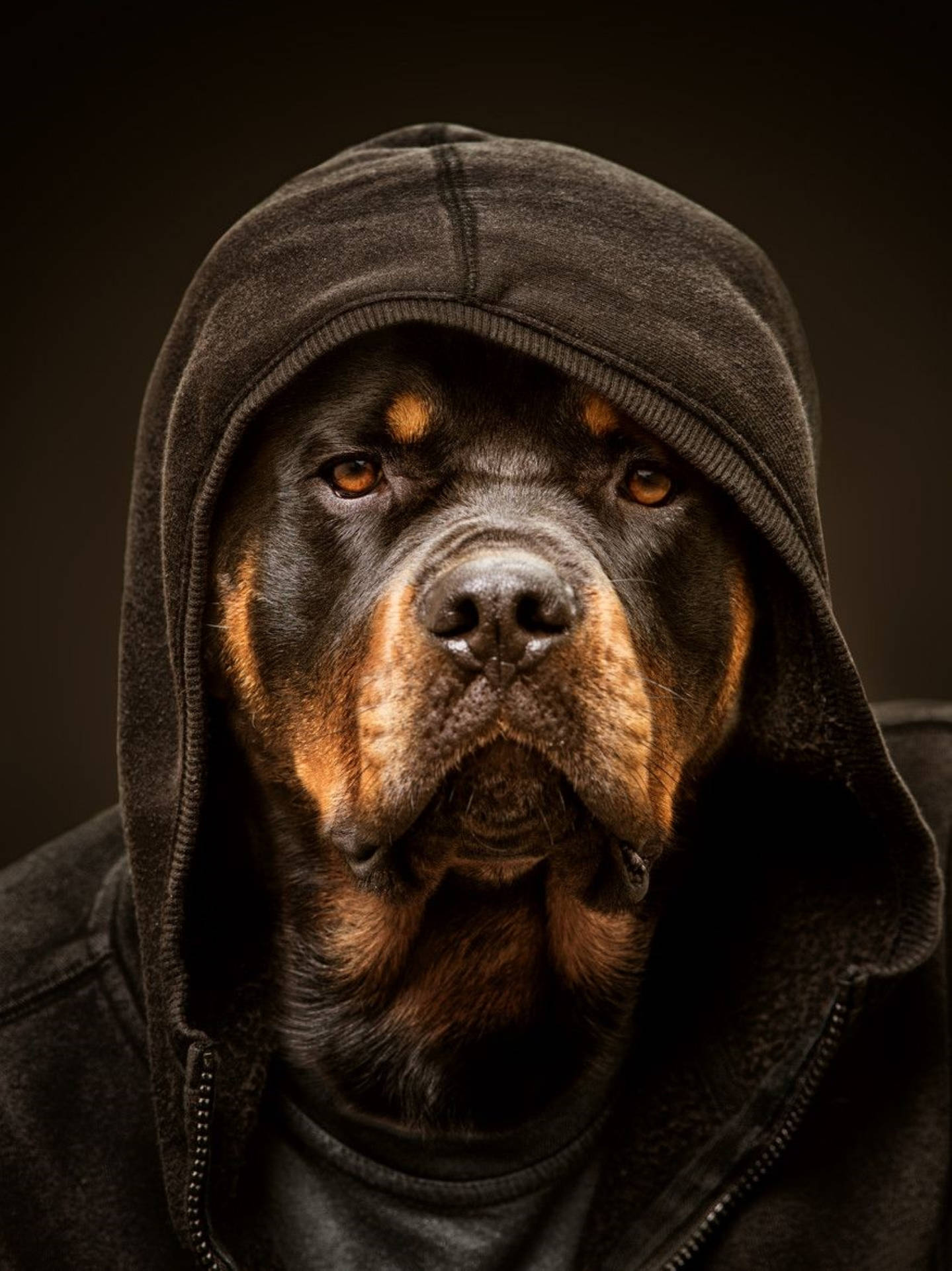 Rottweiler Wallpapers