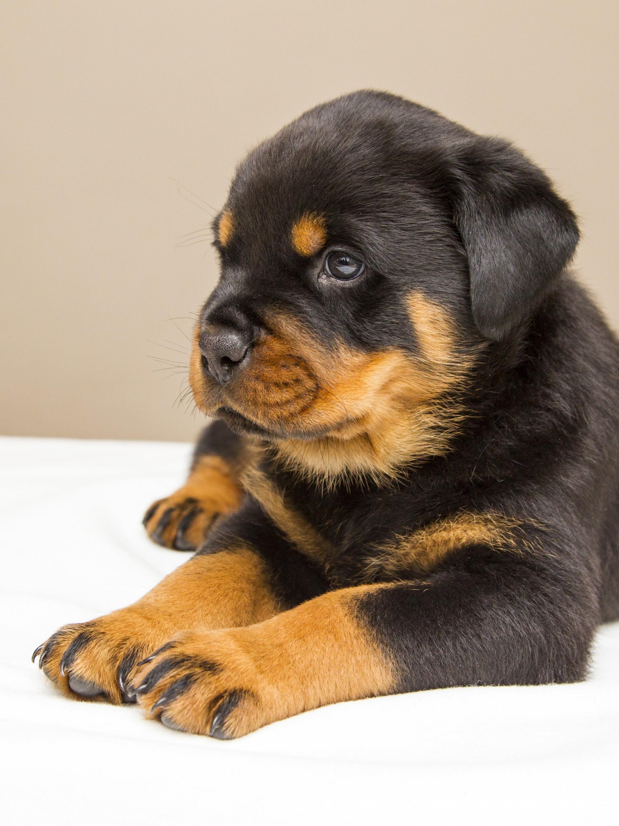 Rottweiler Wallpapers