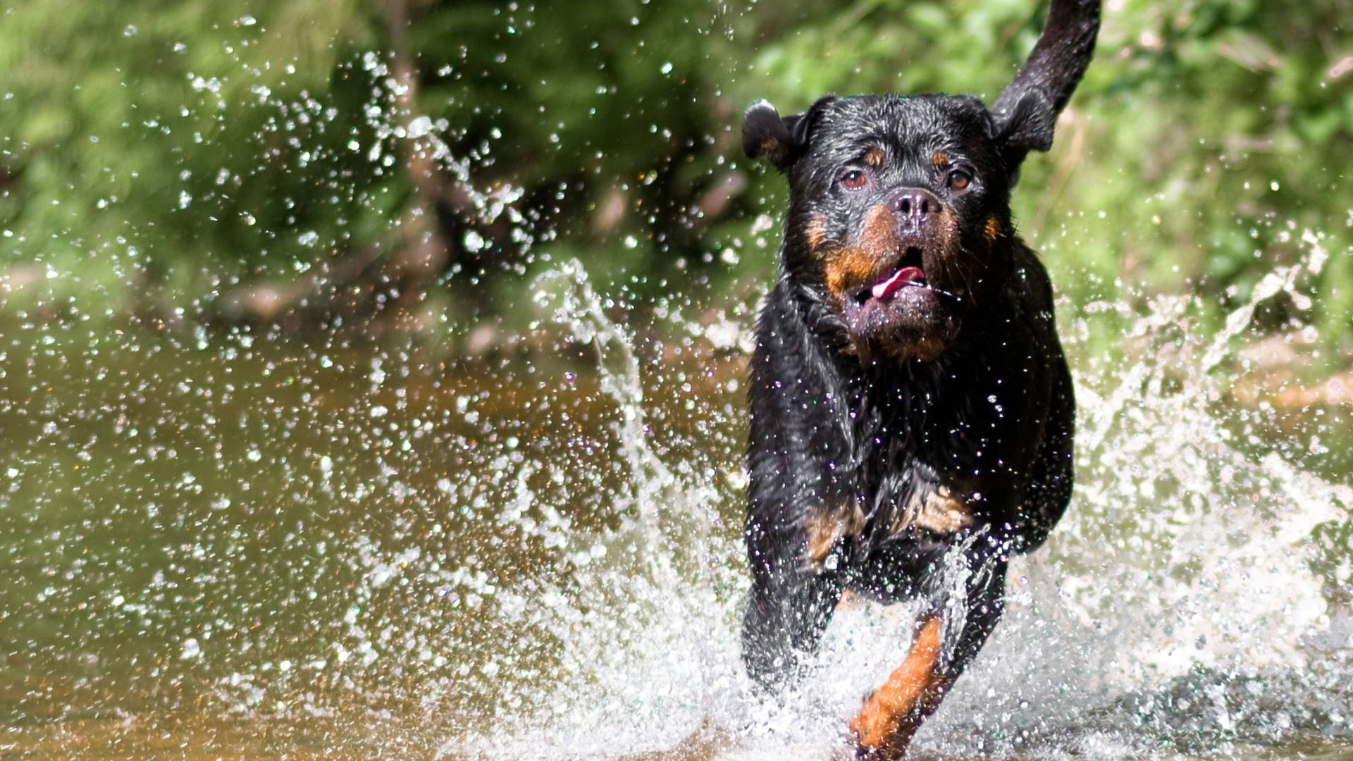 Rottweiler Wallpapers