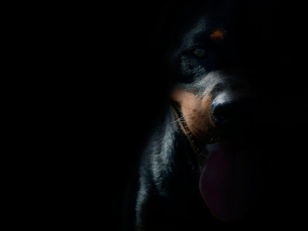 Rottweiler Wallpapers