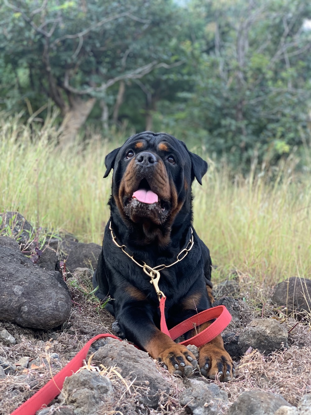 Rottweiler Wallpapers