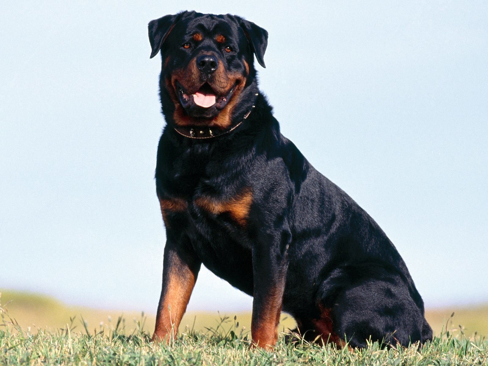 Rottweiler Wallpapers