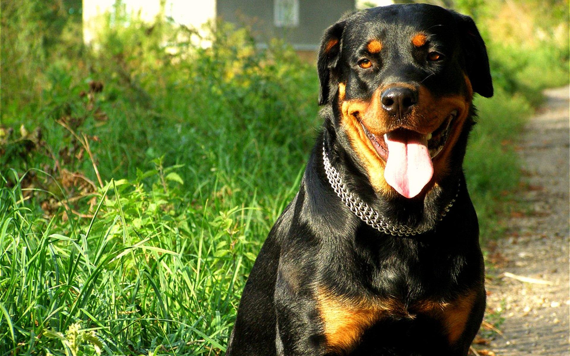 Rottweiler Wallpapers