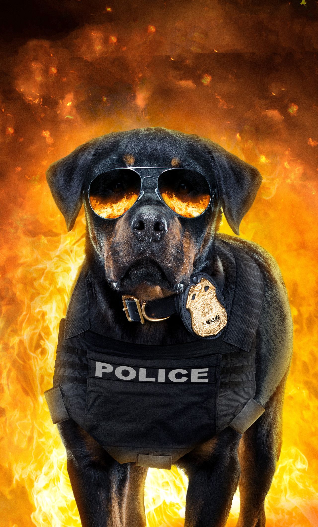 Rottweiler Wallpapers