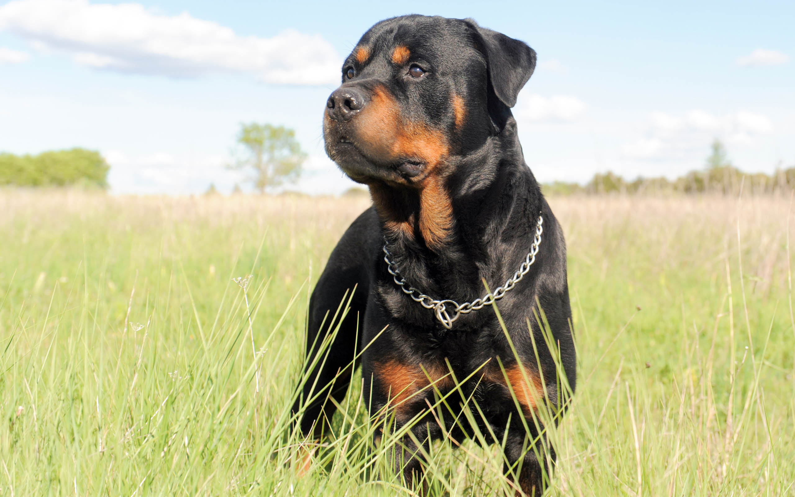 Rottweiler Wallpapers