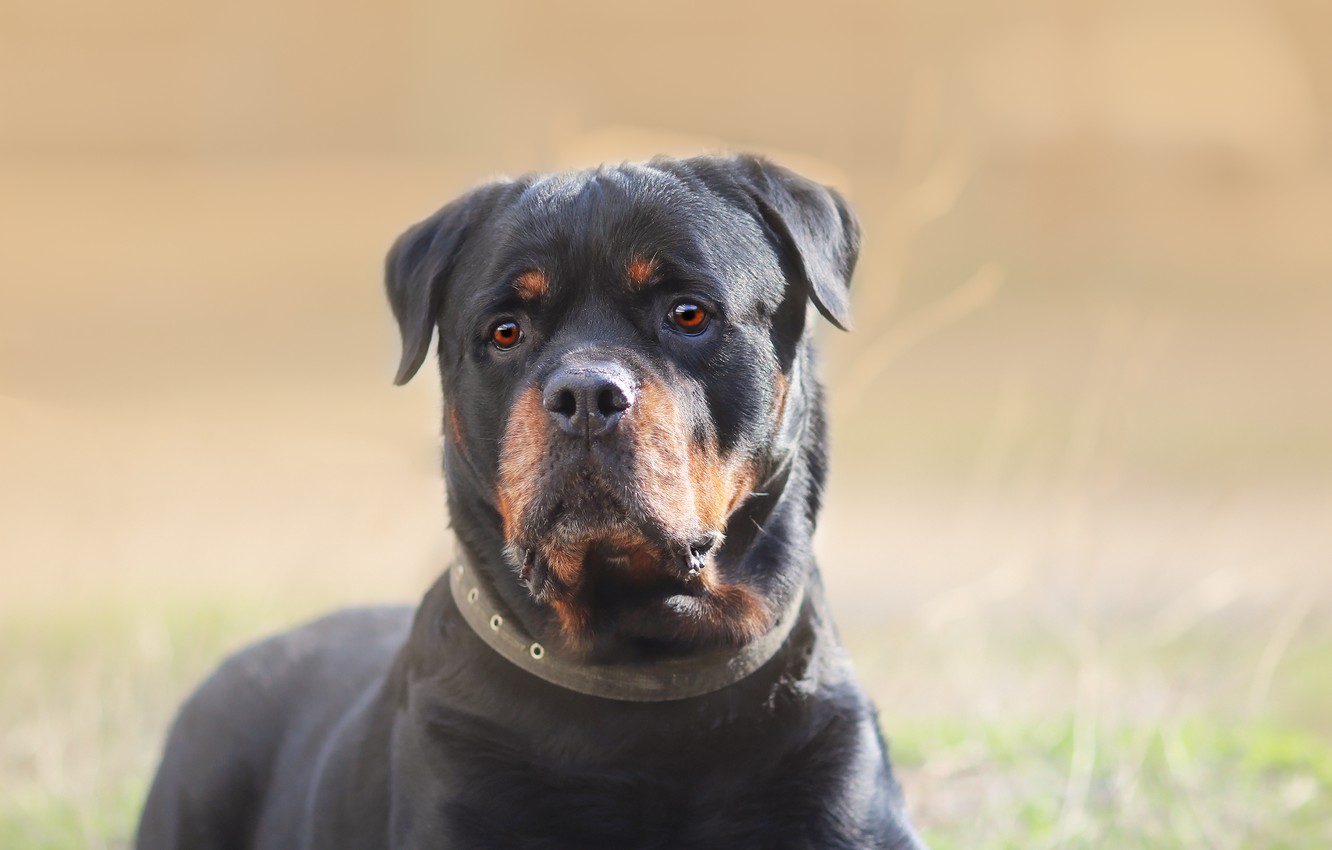 Rottweiler Wallpapers