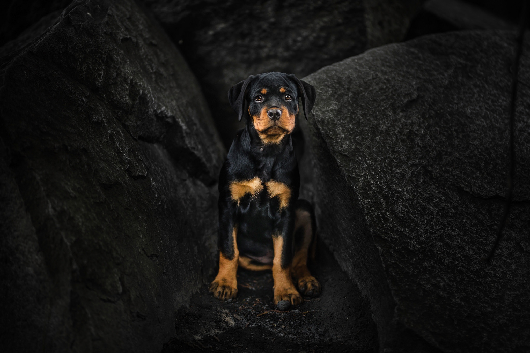 Rotweiler Wallpapers