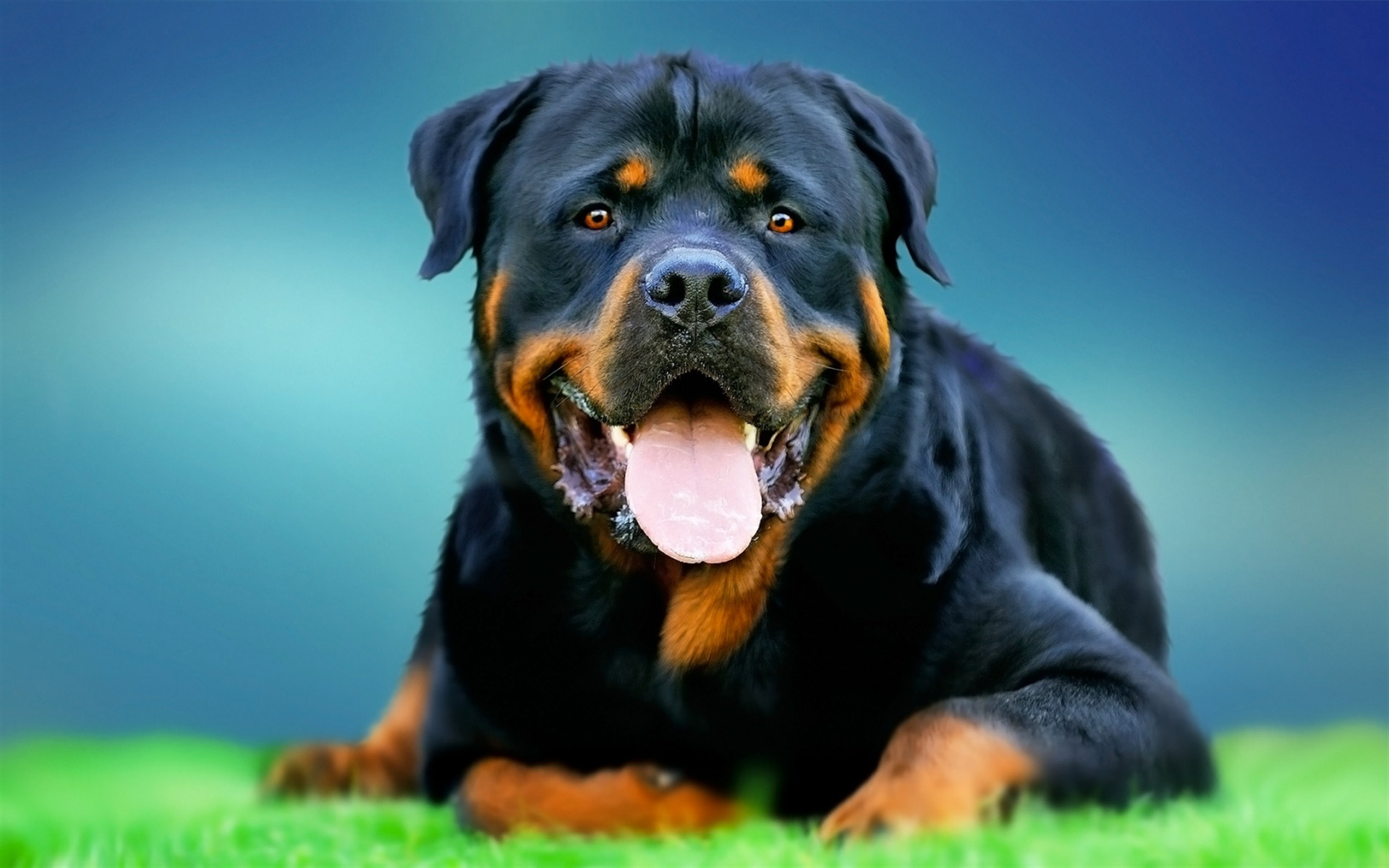 Rotweiler Wallpapers