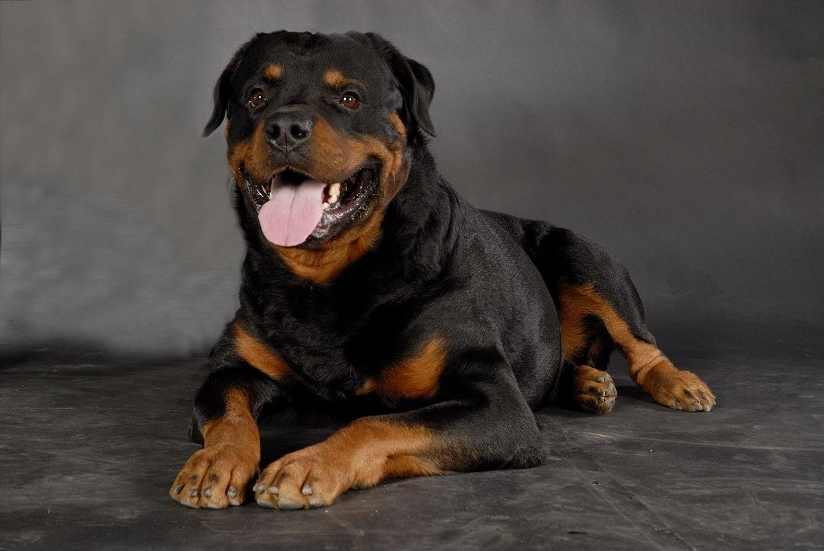 Rotweiler Wallpapers