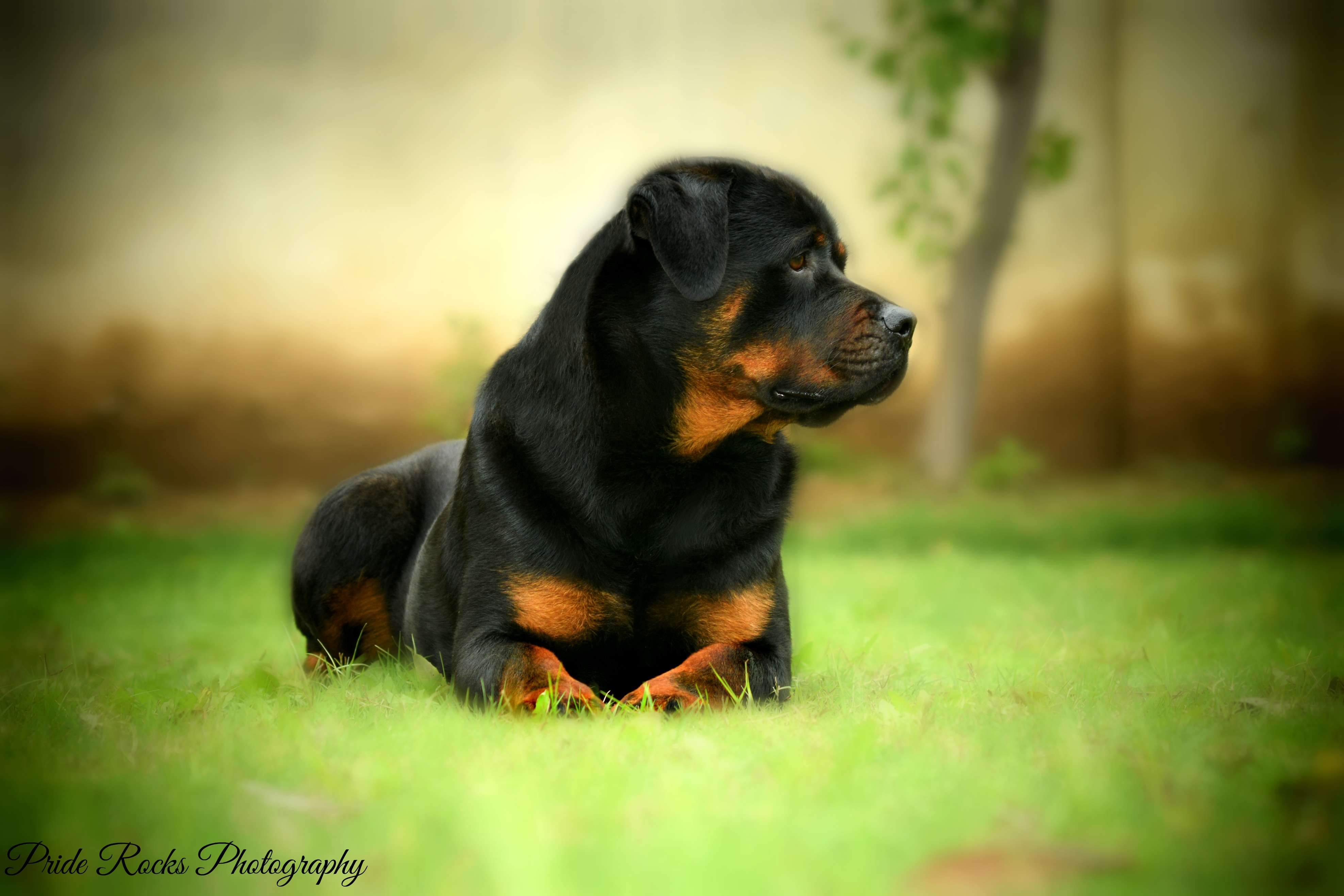 Rotweiler Wallpapers