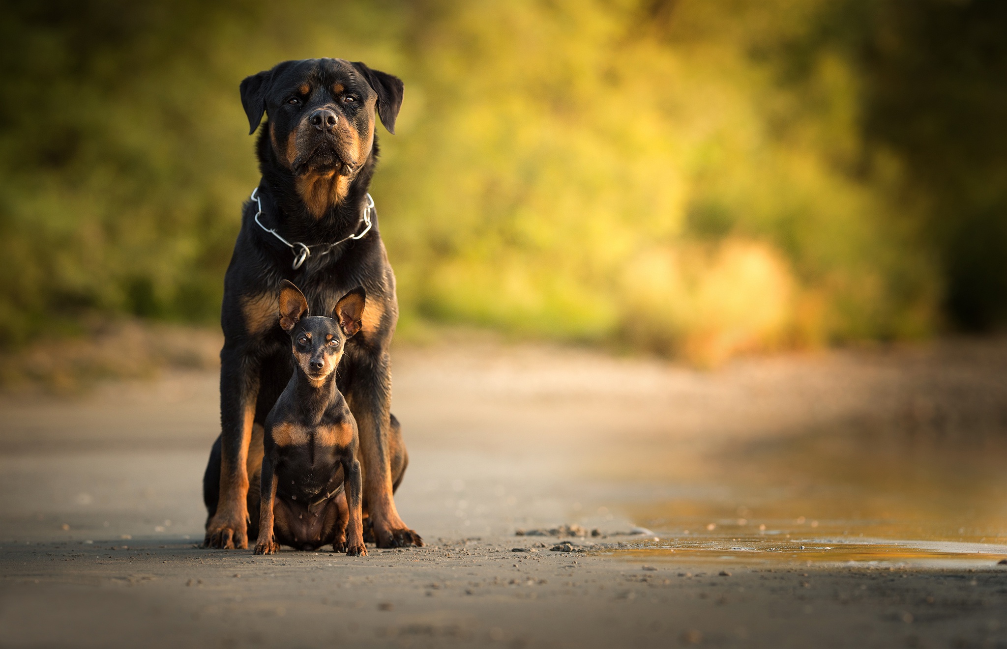 Rotweiler Wallpapers