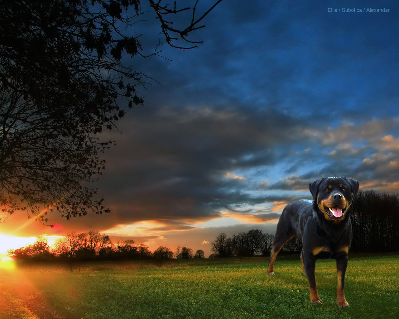 Rotweiler Wallpapers