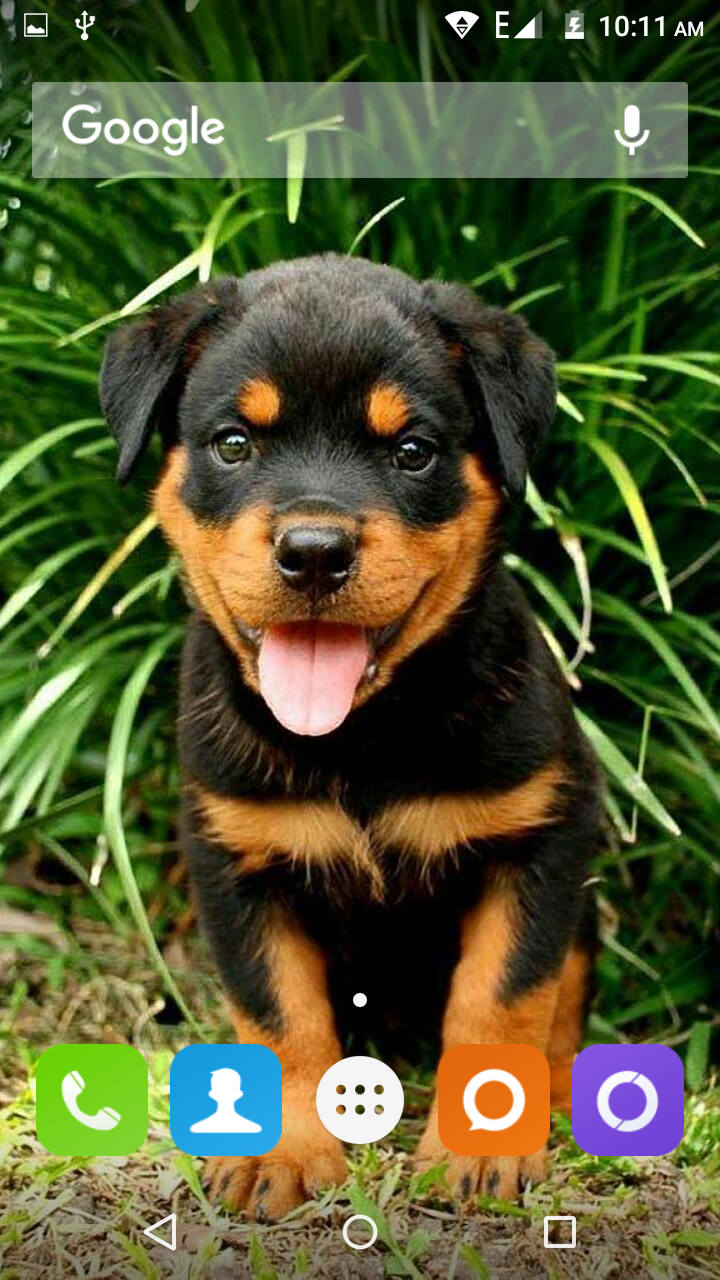 Rotweiler Wallpapers