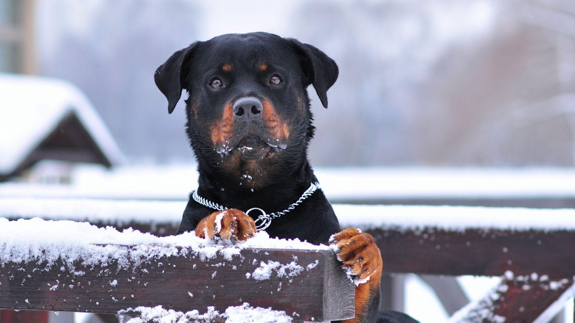 Rotweiler Wallpapers