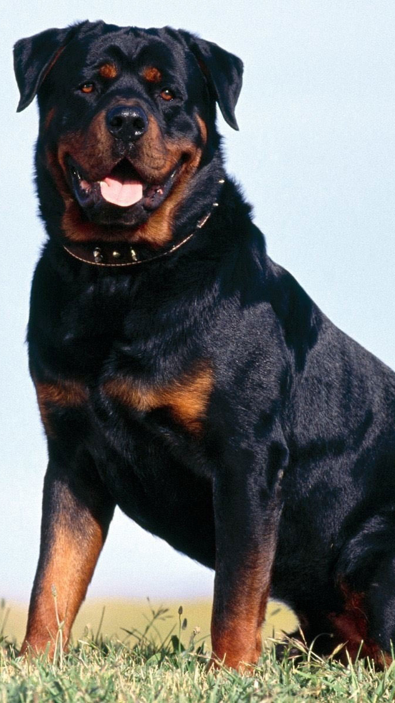 Rotweiler Wallpapers