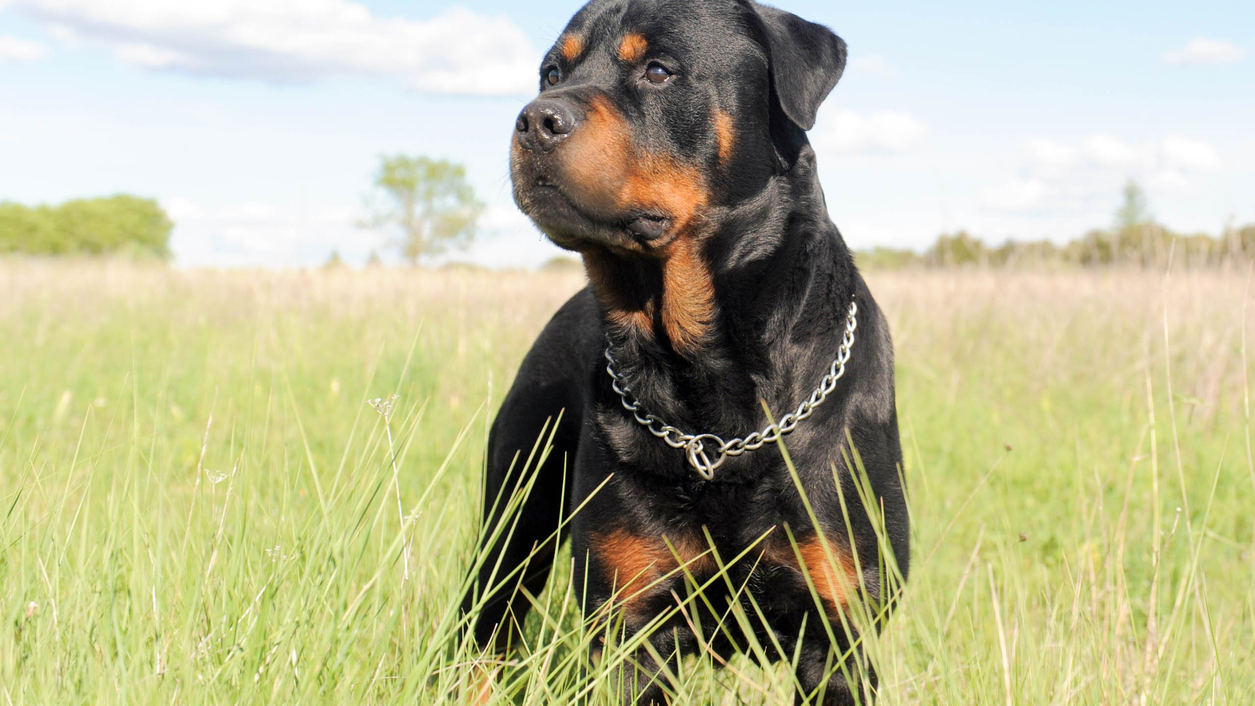 Rotweiler Wallpapers