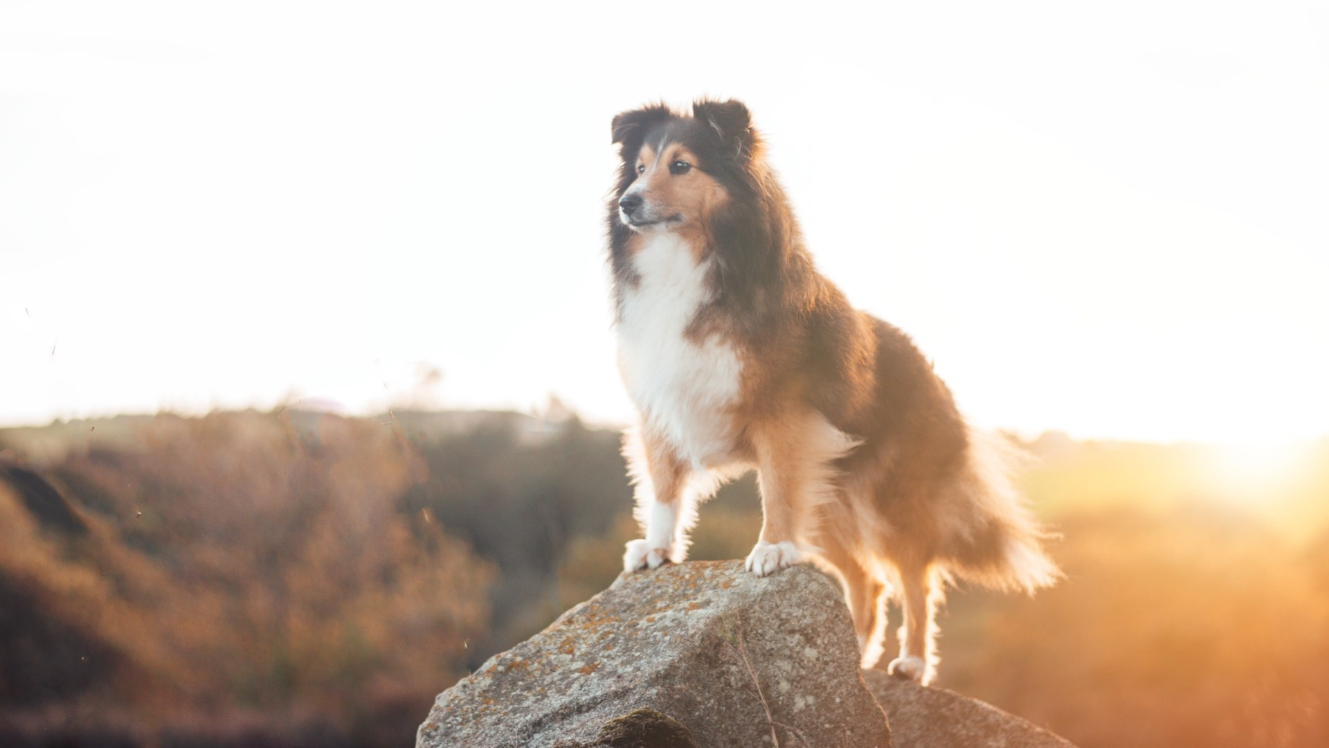 Rough Collie Wallpapers