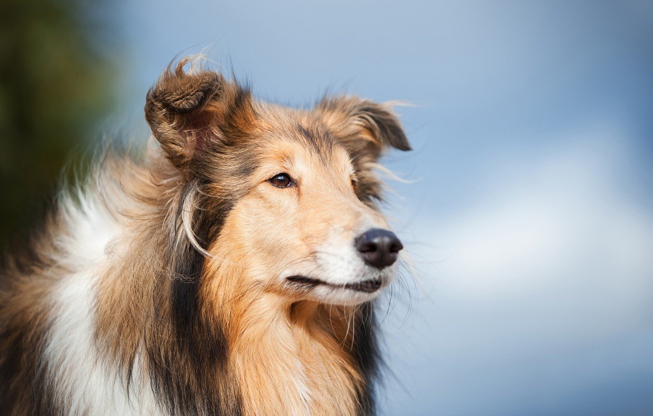 Rough Collie Wallpapers