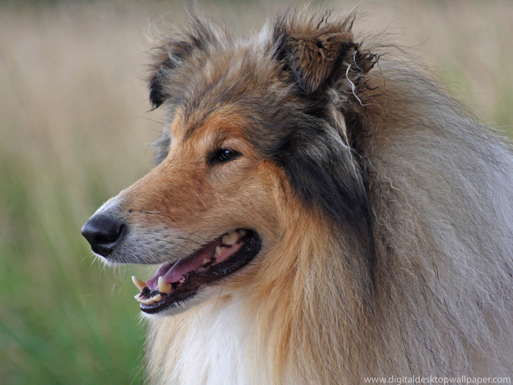 Rough Collie Wallpapers