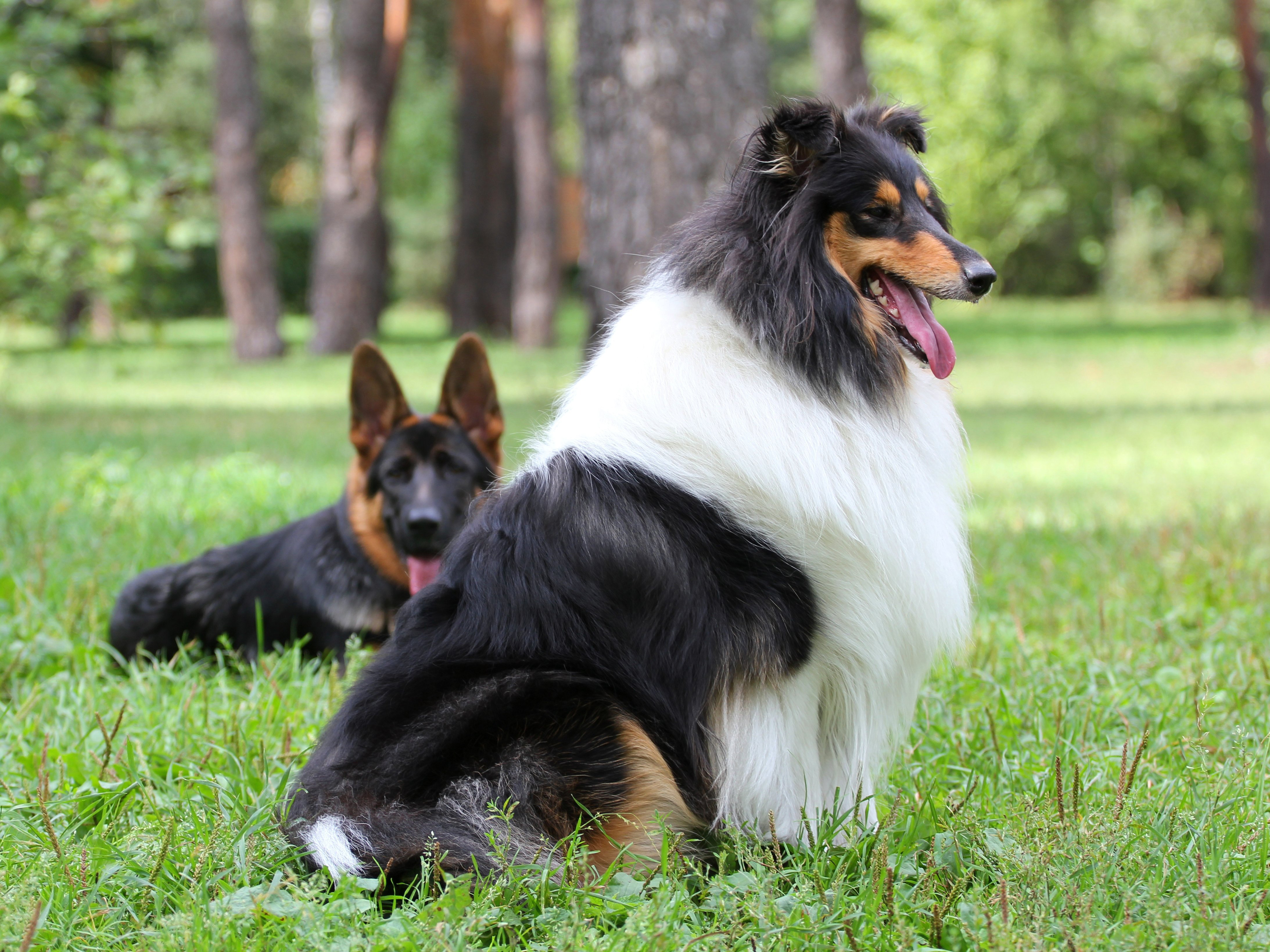 Rough Collie Wallpapers