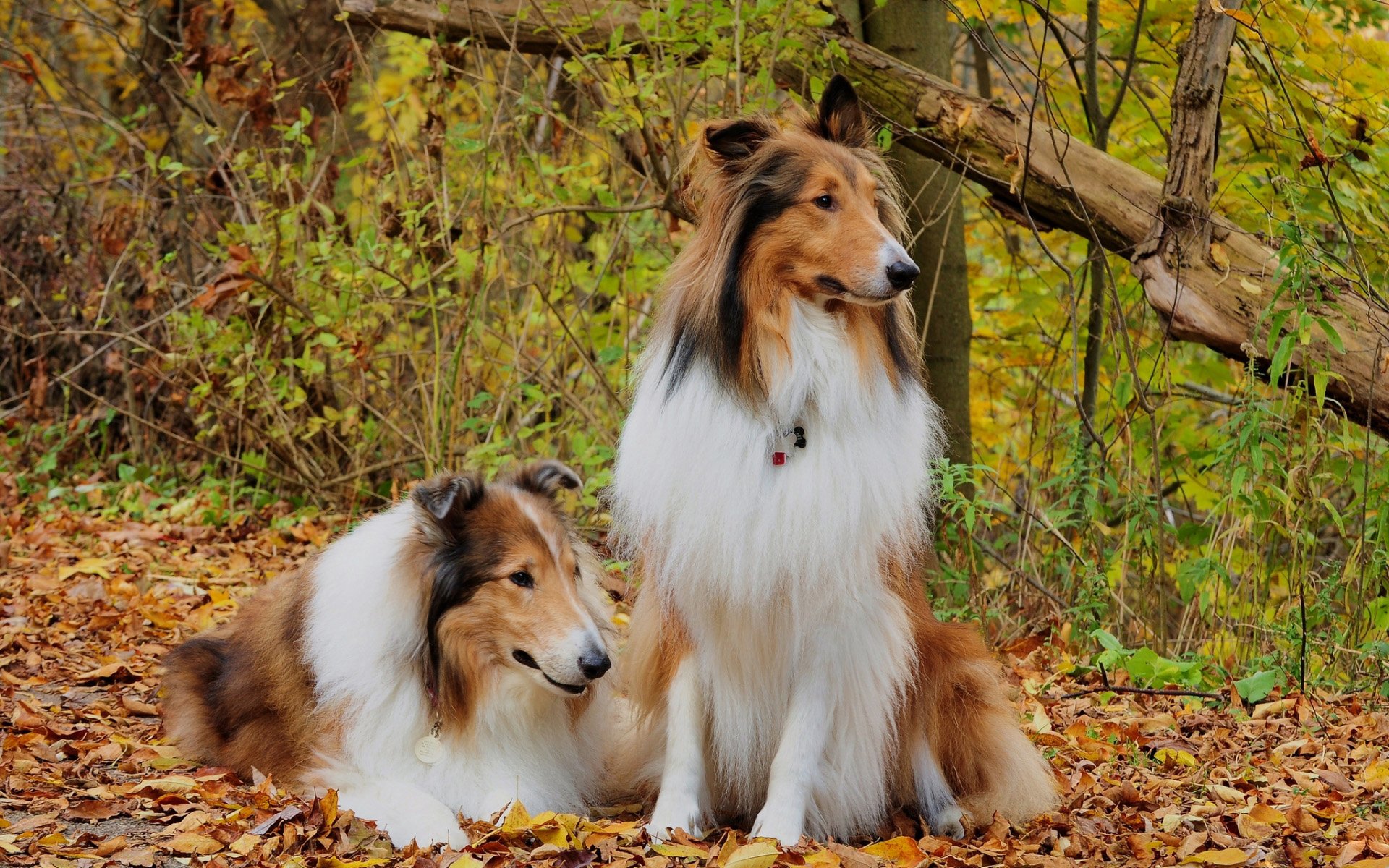 Rough Collie Wallpapers