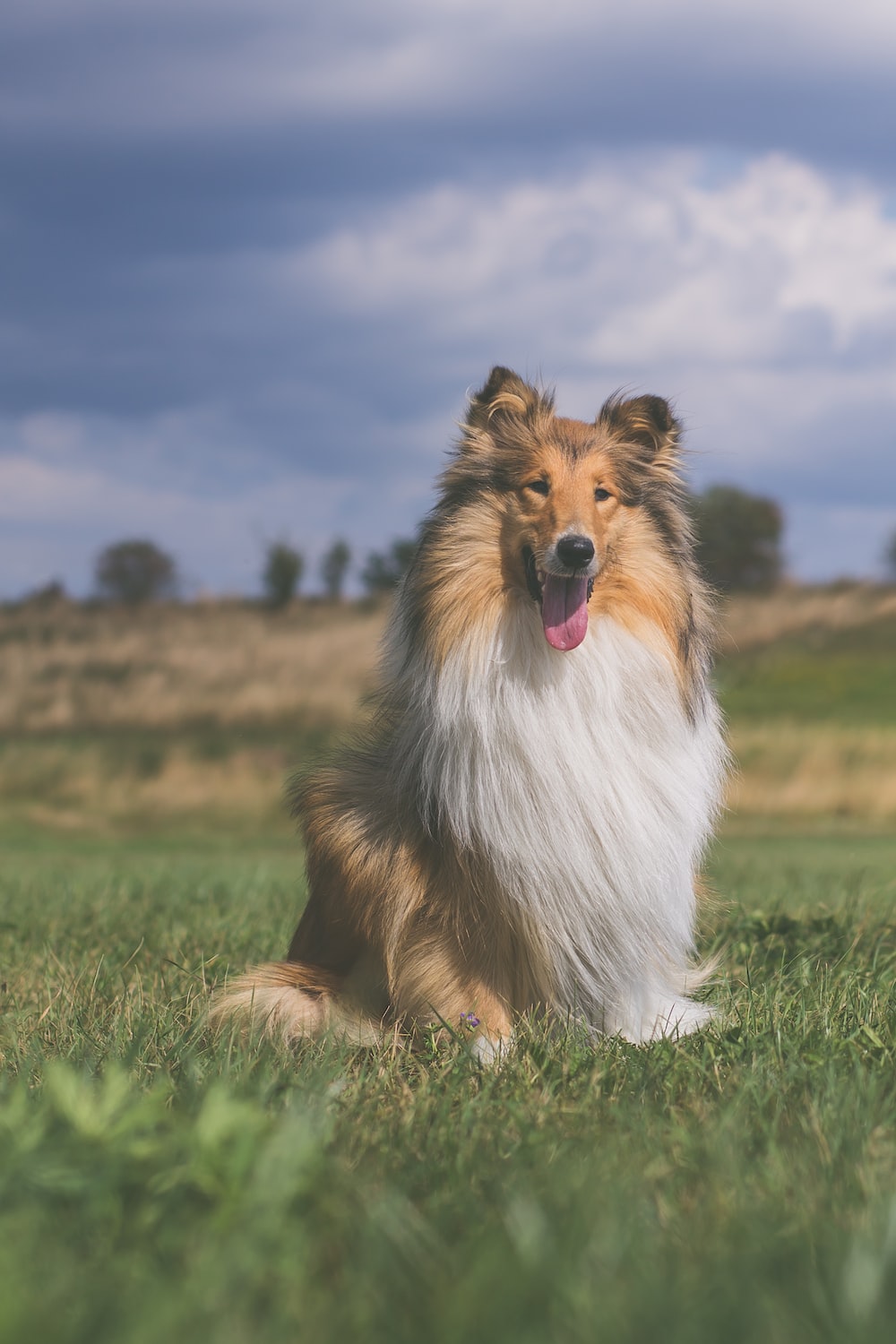 Rough Collie Wallpapers