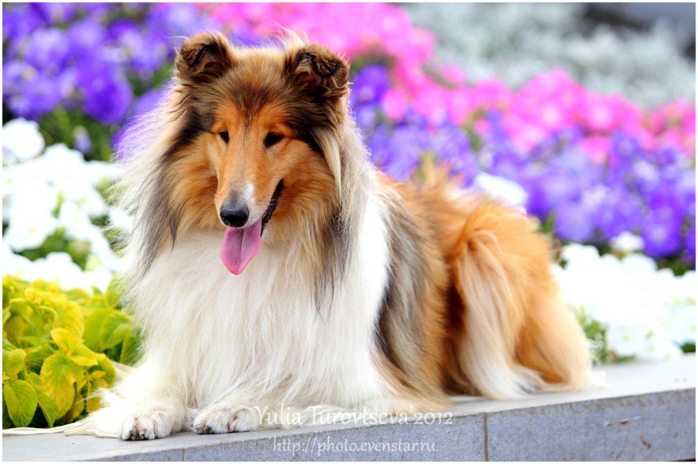 Rough Collie Wallpapers